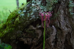 花の命は短くて