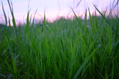雨上がりの夕暮れ　その２