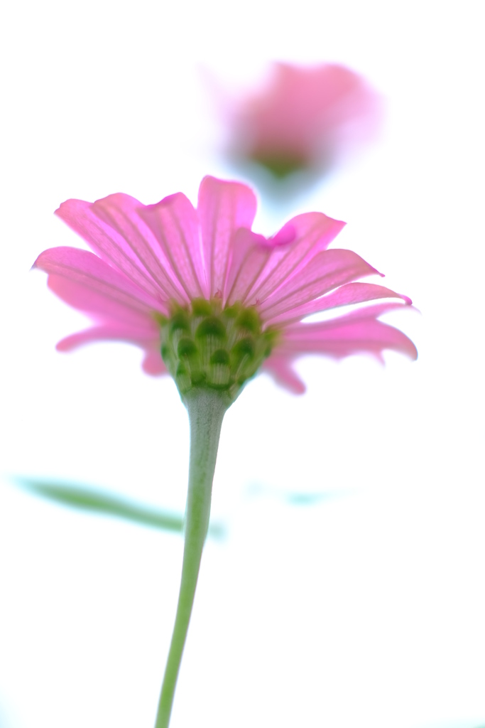 百日草　その６