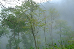 霧の山道で　その３