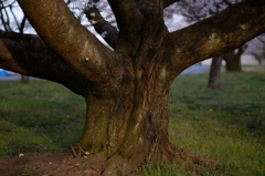 樹
