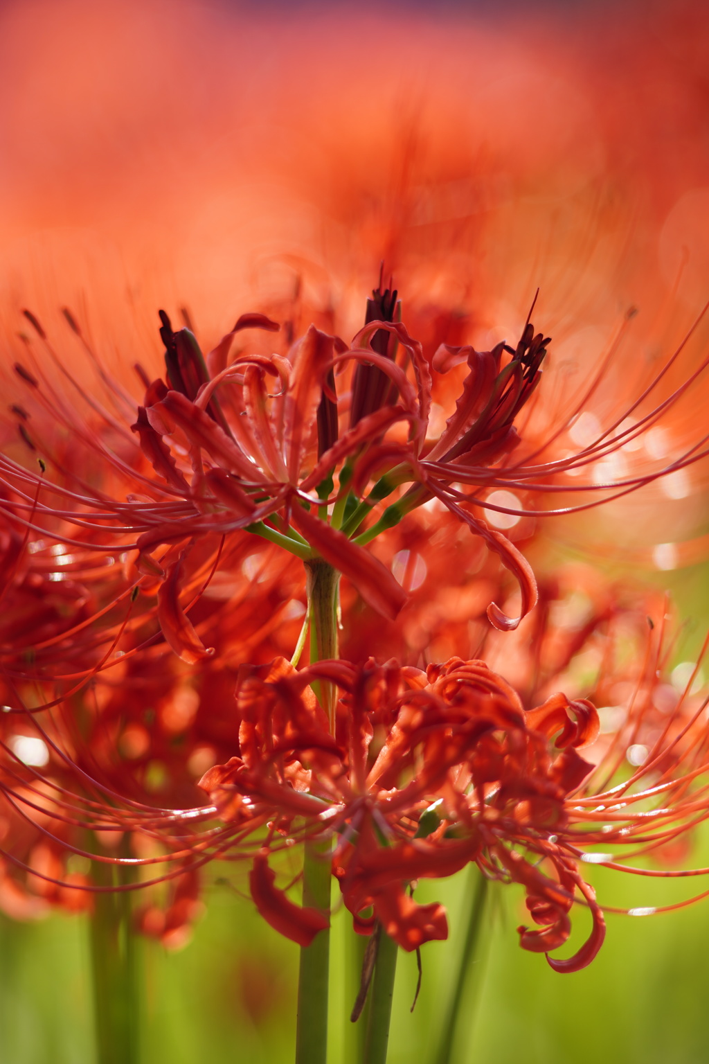 燃えて散るのが花