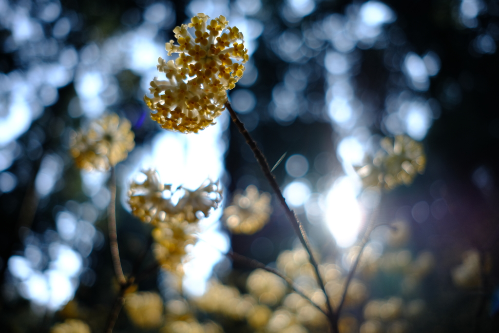 ミツマタの花