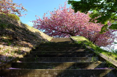 八重桜８