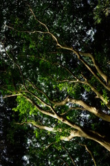 木の陰影　その６