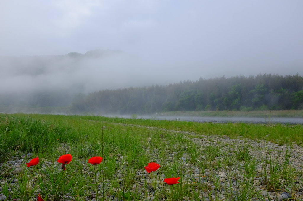 朝霧の那珂川