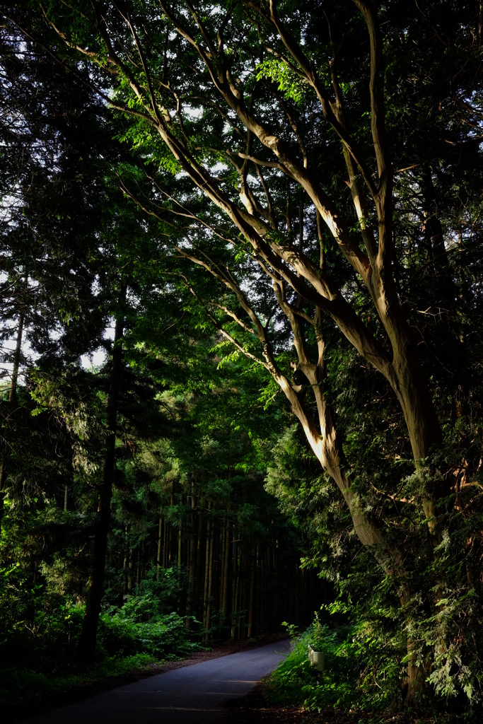 木の陰影
