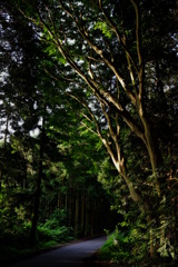 木の陰影