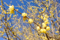 蝋梅　その3