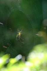 初夏の小さな生き物たち　その３