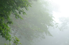 朝霧の森　その4
