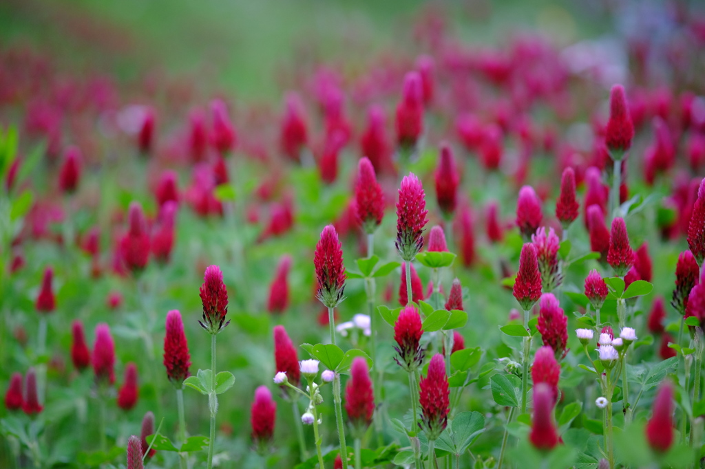 紅花詰草 その１