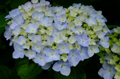 紫陽花　その２