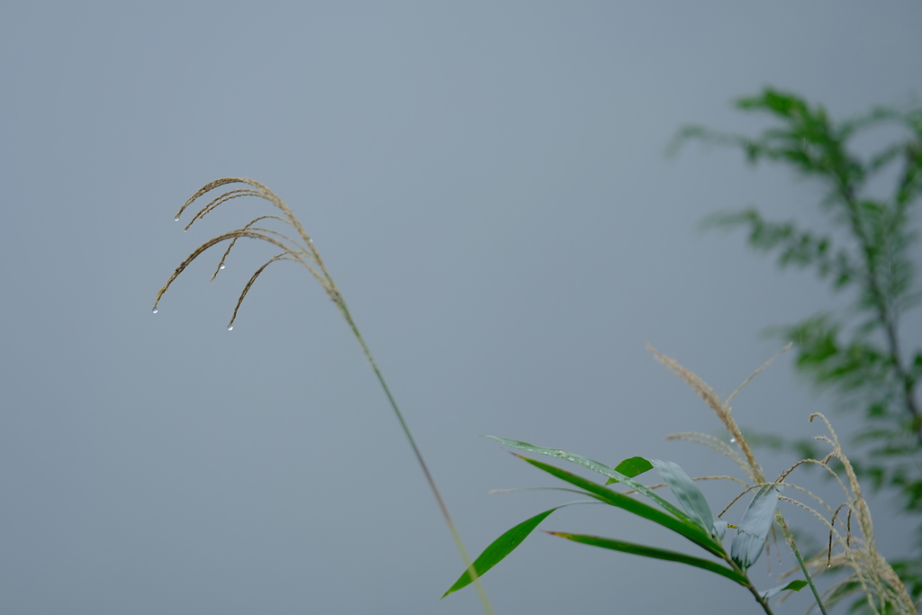 霧の山道で　その６