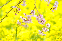 菜の花畑の枝垂れ桜