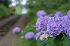 あじさいの咲く公園