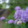 あじさいの咲く公園