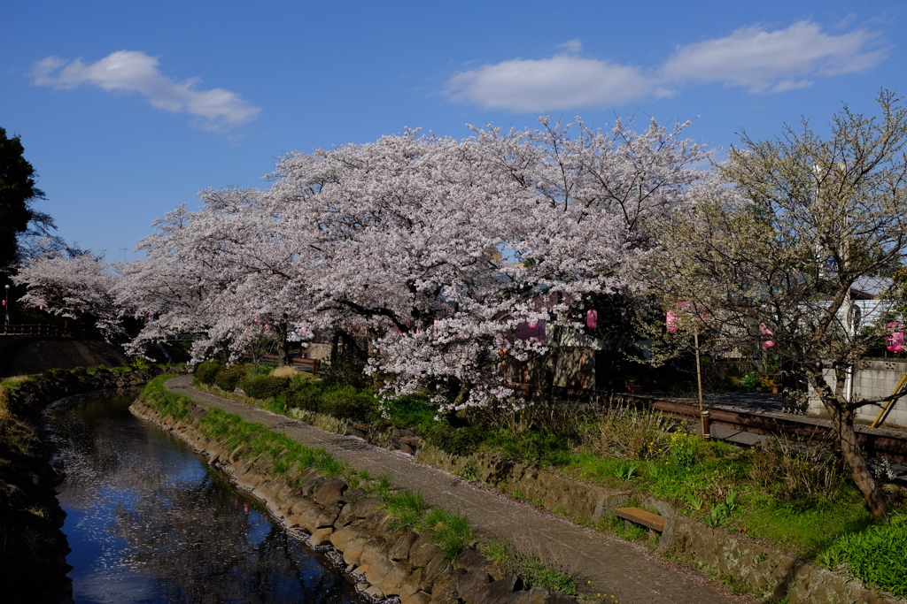 お花見散歩　その2