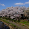 お花見散歩　その2
