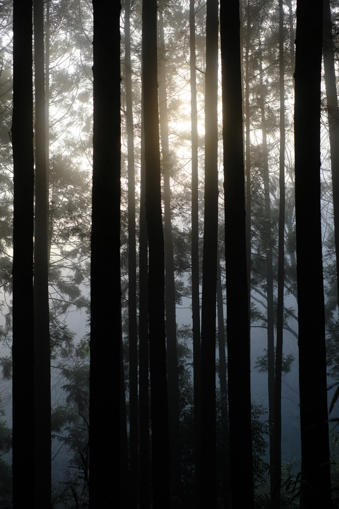 杉林の朝　その2