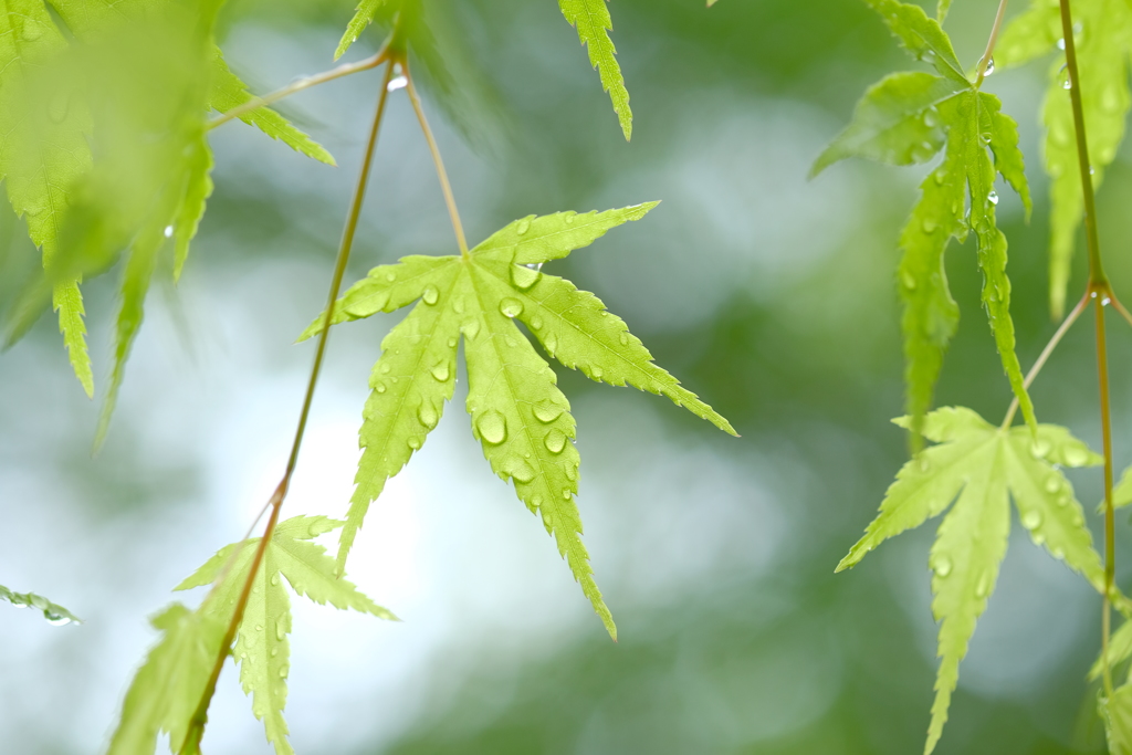 雨上がりのもみじ2