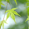 雨上がりのもみじ2