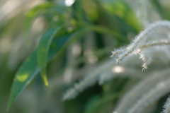 栗の花