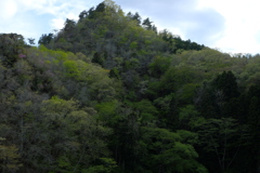 芽吹きの季節