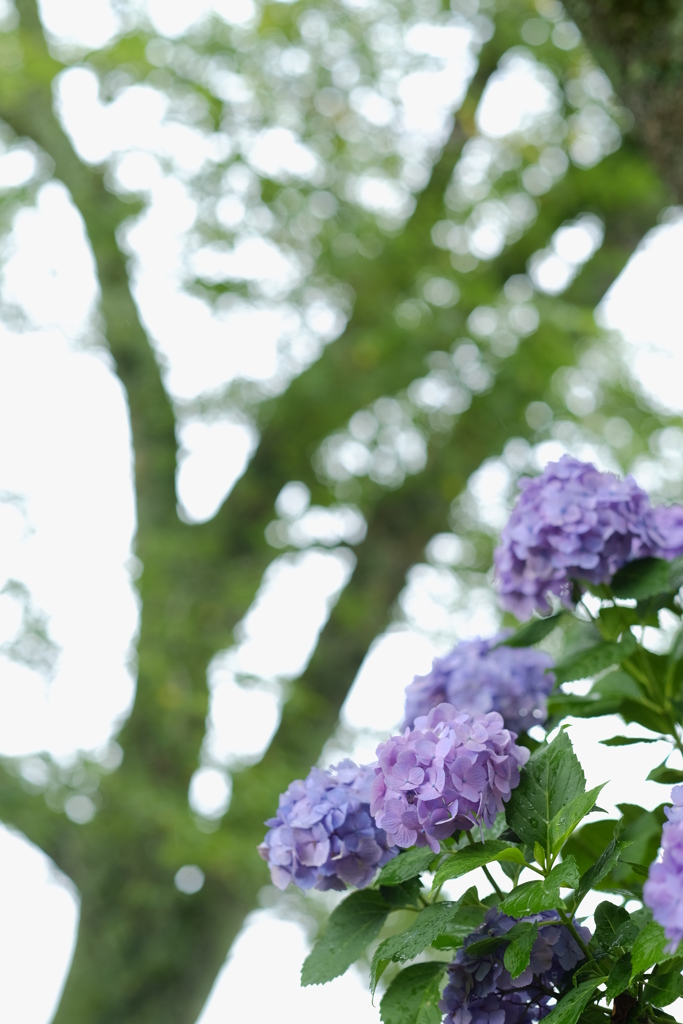 雨の日の紫陽花　その12