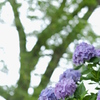 雨の日の紫陽花　その12
