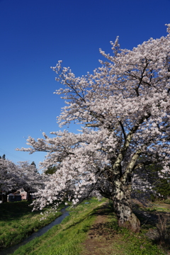 桜と青空