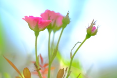 庭の小さな花