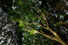 木の陰影　その２
