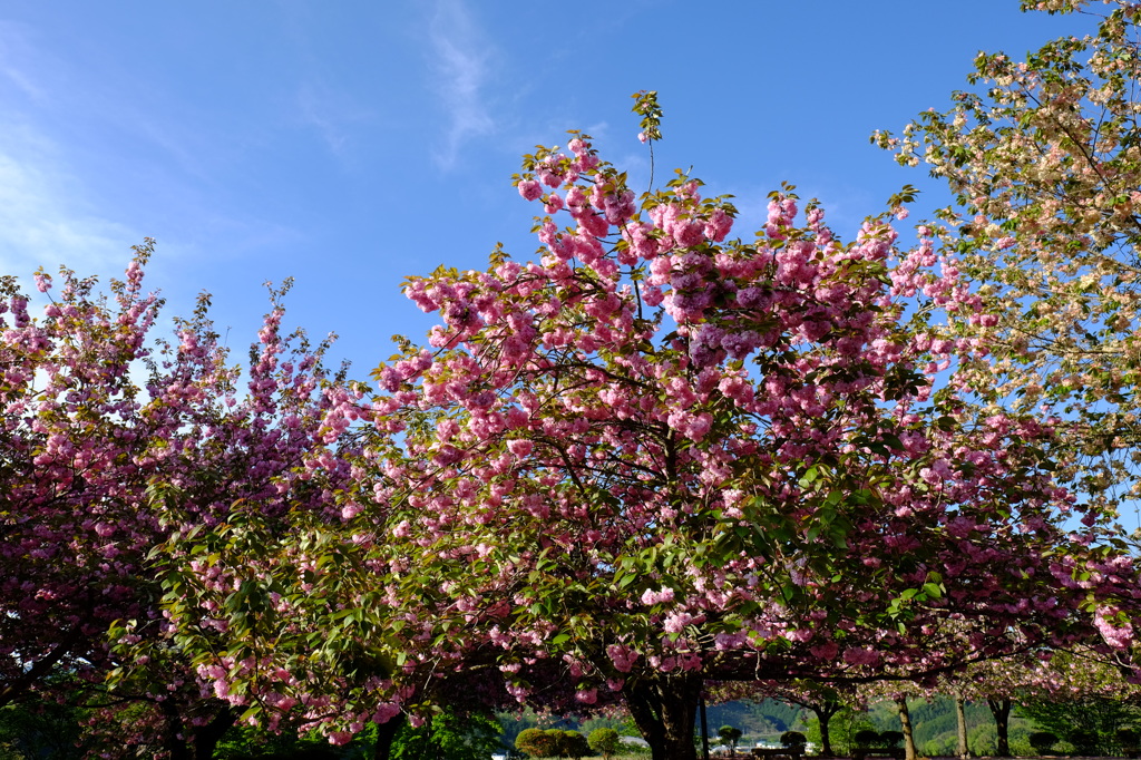 八重桜３