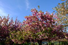 八重桜３