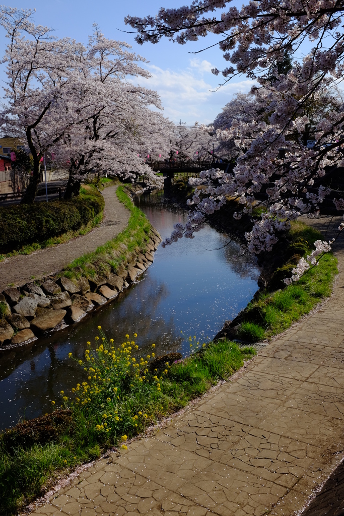 お花見散歩　その7