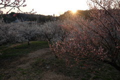 梅園の夕暮れ3