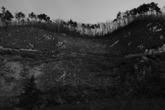 伐採された山