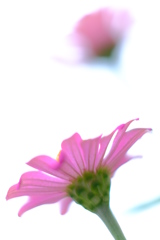 百日草　その８