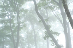 霧の森　その4