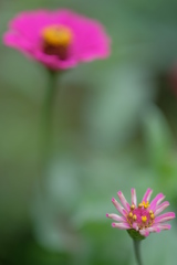 庭の百日草　その４