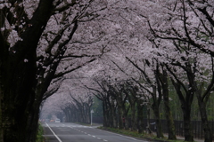 桜のトンネル