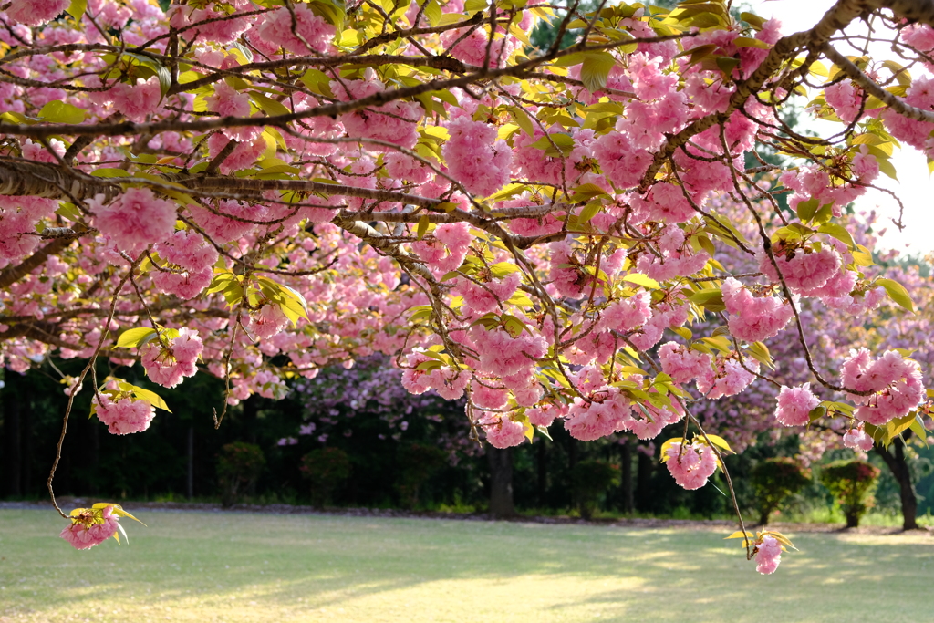 八重桜