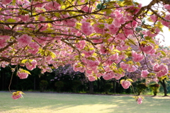 八重桜
