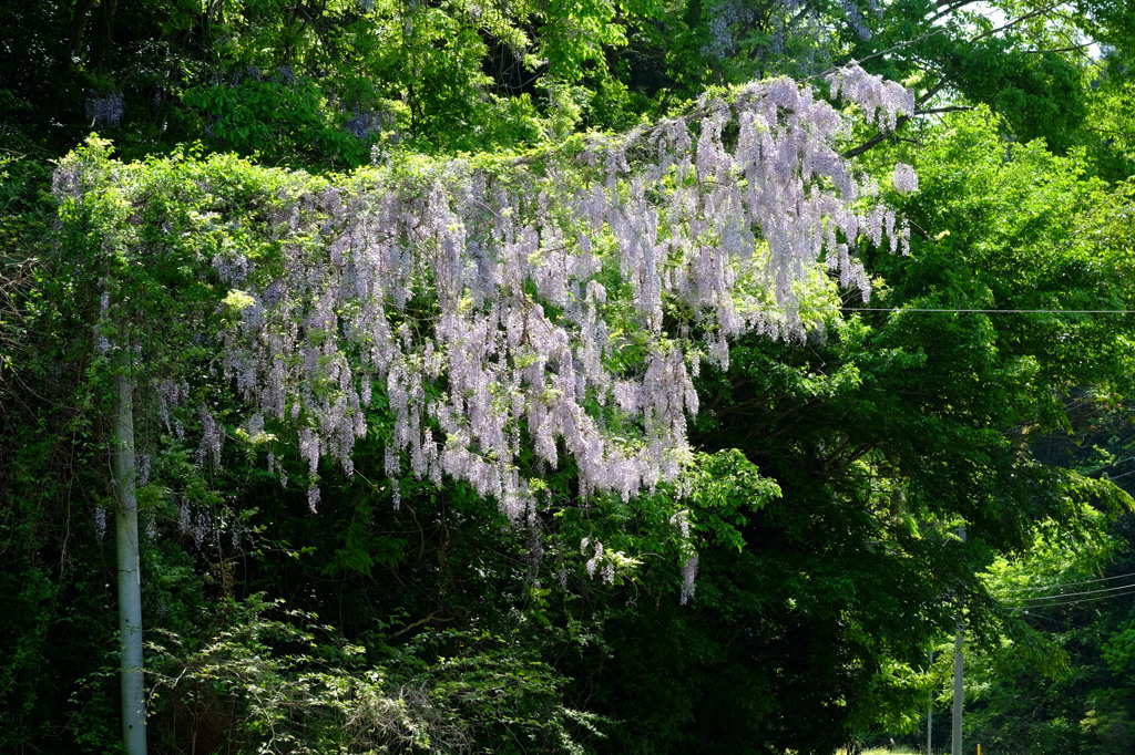 藤の花　その6