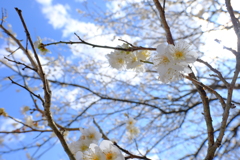 白梅
