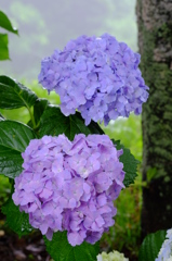 雨の日の紫陽花　その3