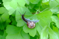 初夏の小さな生き物たち　その２