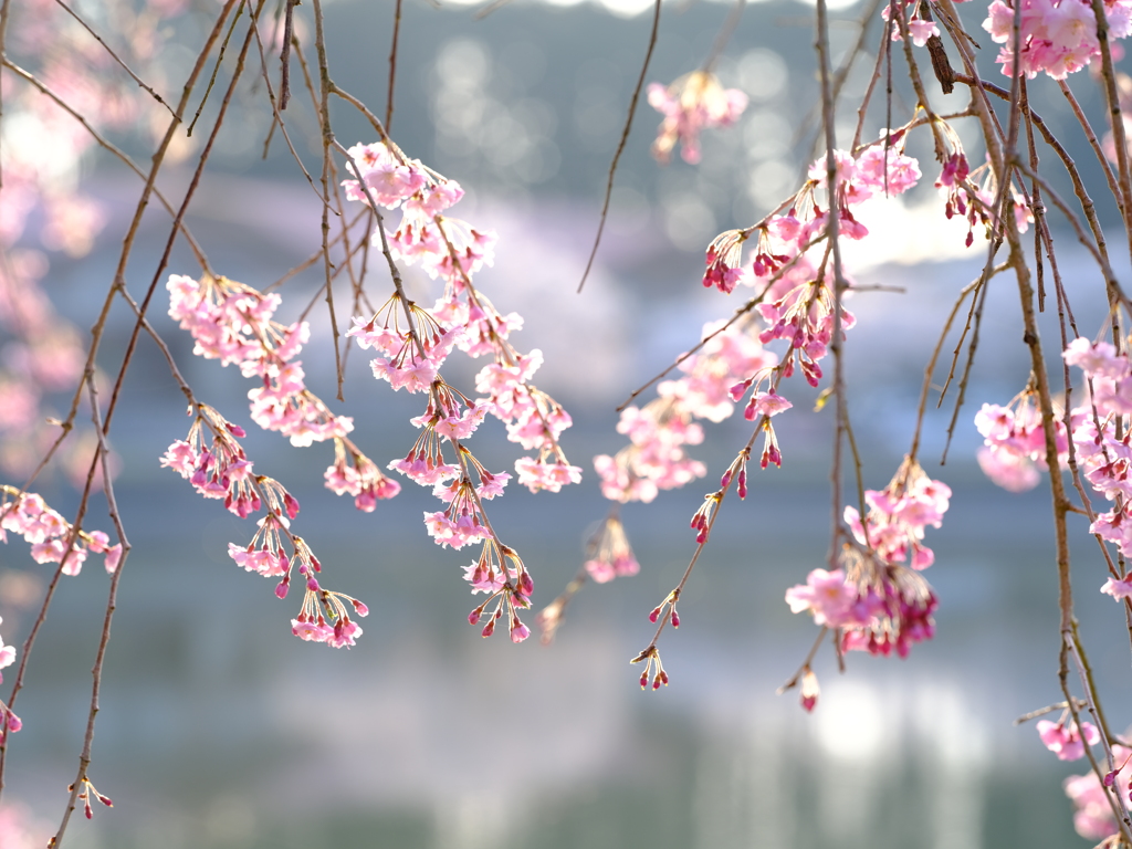 枝垂れ桜