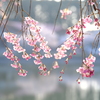 枝垂れ桜